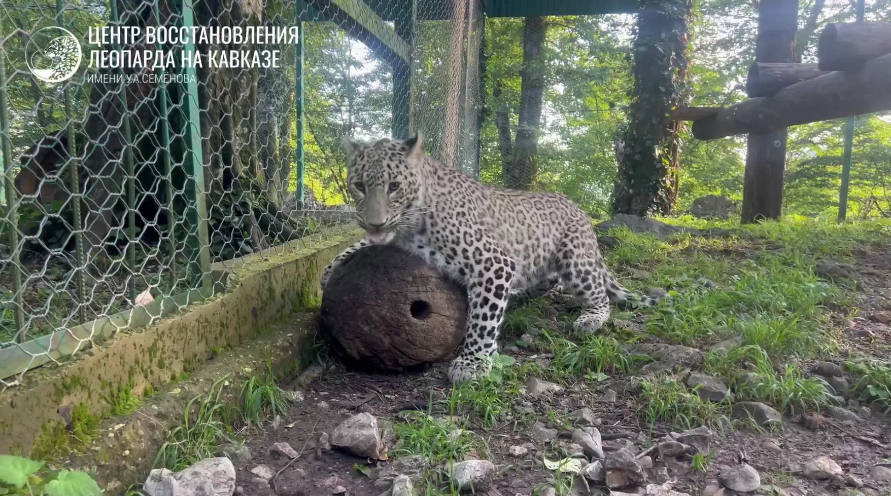 Центр восстановления леопардов на Кавказе - ФГБУ "Сочинский национальный парк"
